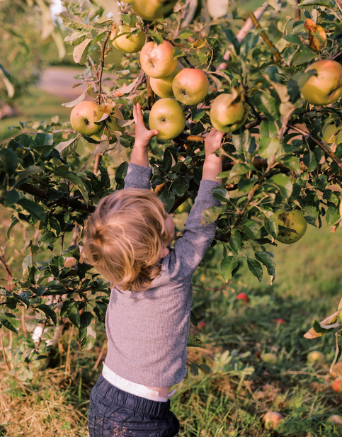 Humana Kind pflückt Äpfel vom Baum